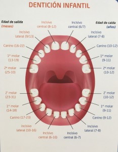 denticion